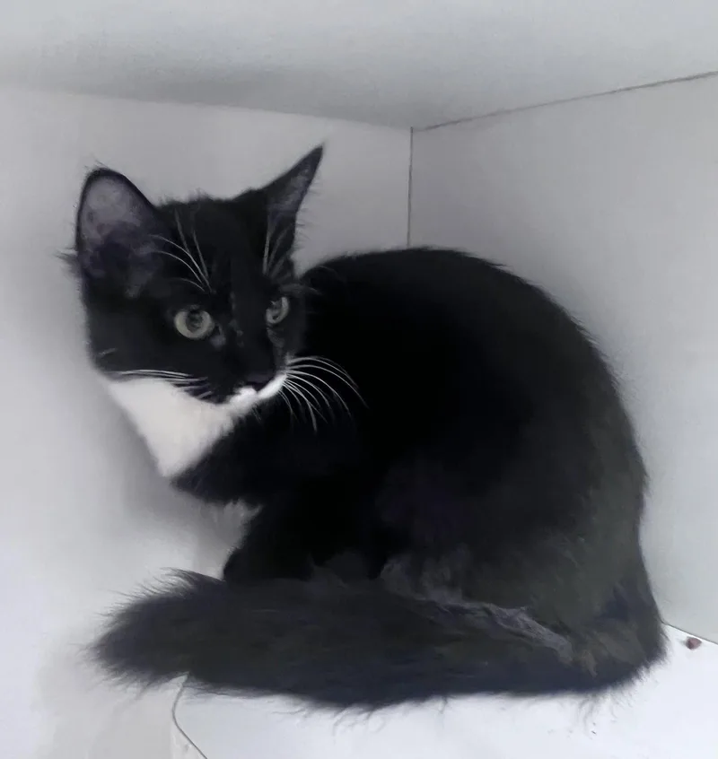 A young medium-sized female Domestic Short Hair cat named Abby for adoption in Spring Lake, NJ
