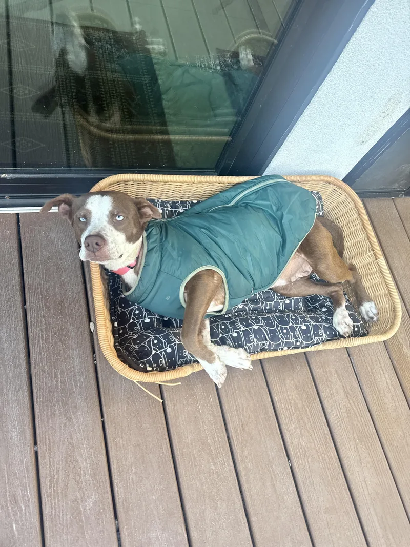 Mama Rosemary thumbnail 6