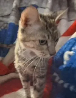 A young medium-sized female Domestic Short Hair cat named Cleopatra for adoption in Gautier, MS
