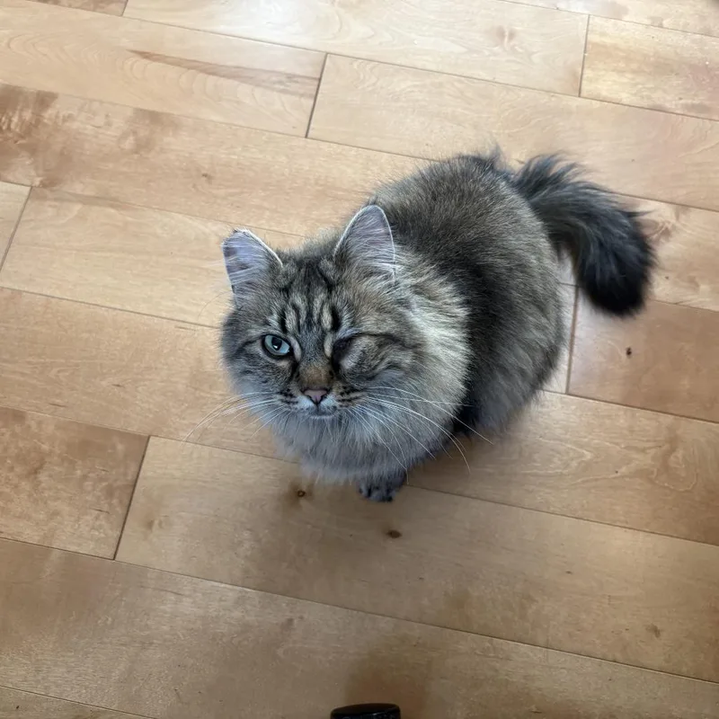 A young small-sized female Domestic Long Hair cat named Winky for adoption in Olympia, WA