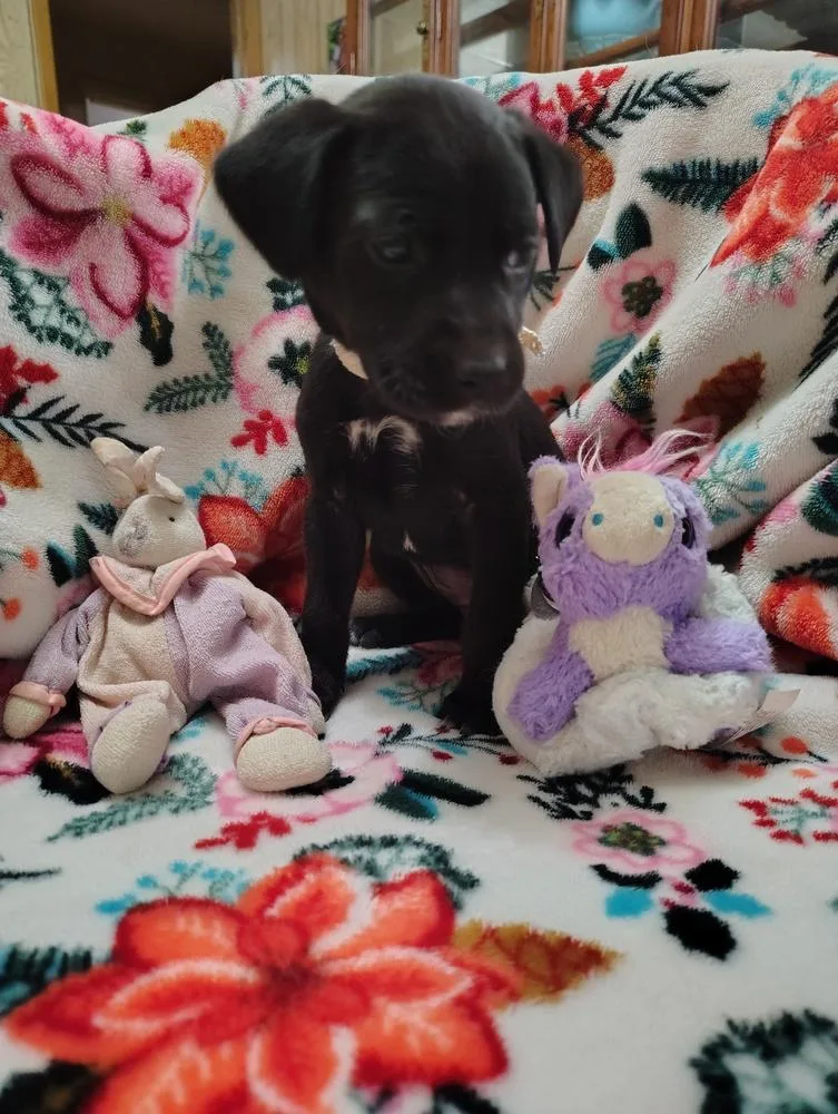A baby small-sized female Tricolor (Brown, Black, & White) Labrador Retriever dog named Missie March for adoption in Boston, MA