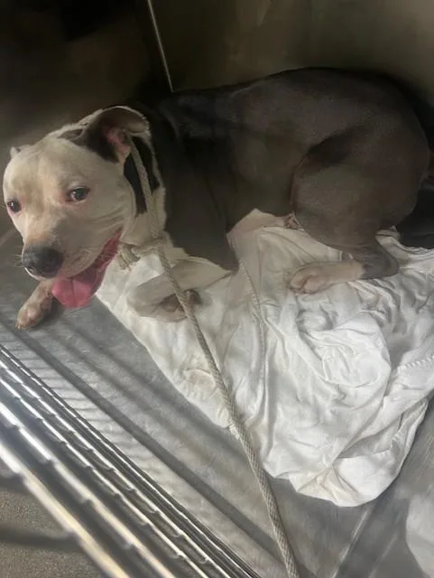 Chico Valentino Garcia