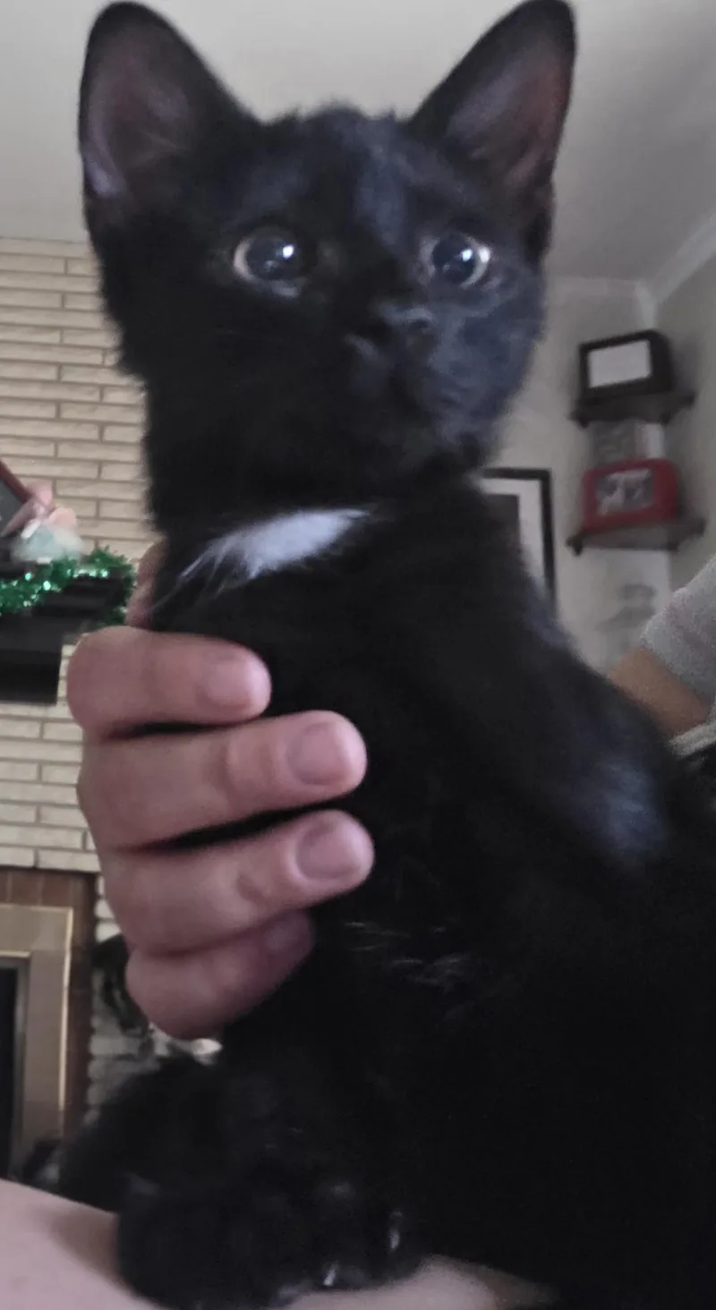 A baby small-sized male Domestic Short Hair cat named Baily for adoption in Canton, CT