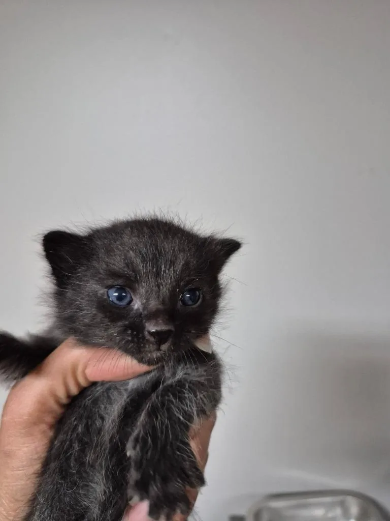 A baby medium-sized male Domestic Short Hair cat named Quasar for adoption in Cincinnati, OH