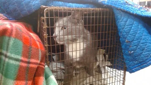 A young small-sized male Domestic Short Hair cat named Clement for adoption in Miami, FL
