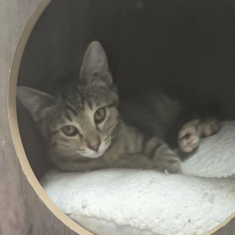 A baby small-sized female Gray / Blue / Silver Domestic Short Hair cat named Violin for adoption in Las Cruces, NM