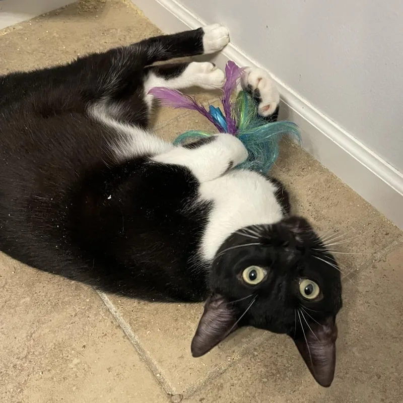 A young medium-sized male Domestic Short Hair cat named Gimli for adoption in Allyn, WA