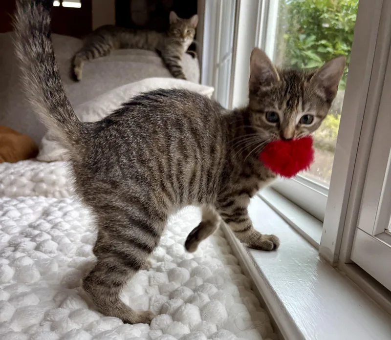 A baby medium-sized female Black Domestic Short Hair cat named Esme & Roman for adoption in Lemoyne, PA