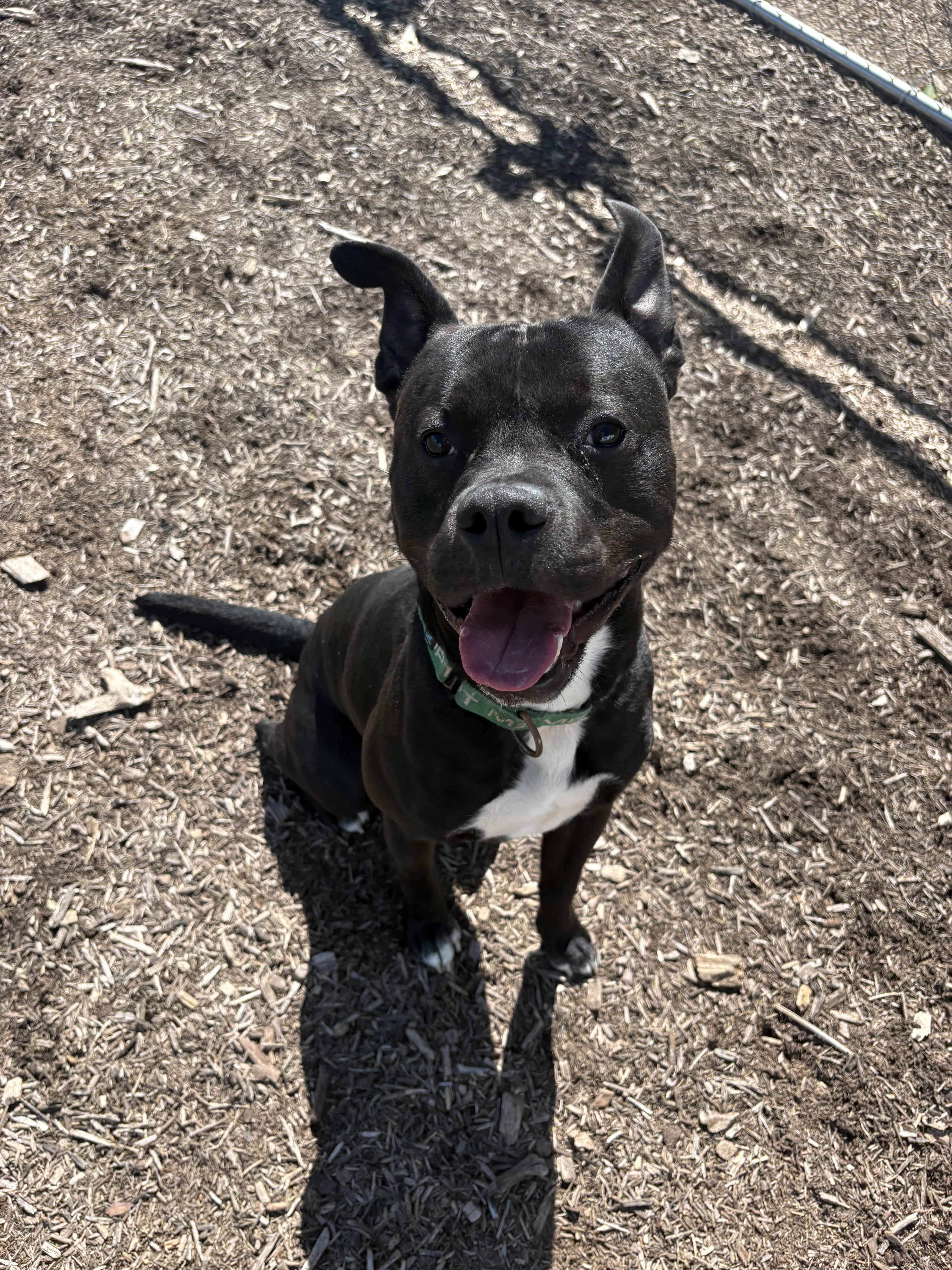An adult medium-sized male Black Pit Bull Terrier dog named King for adoption in Dillsburg, PA
