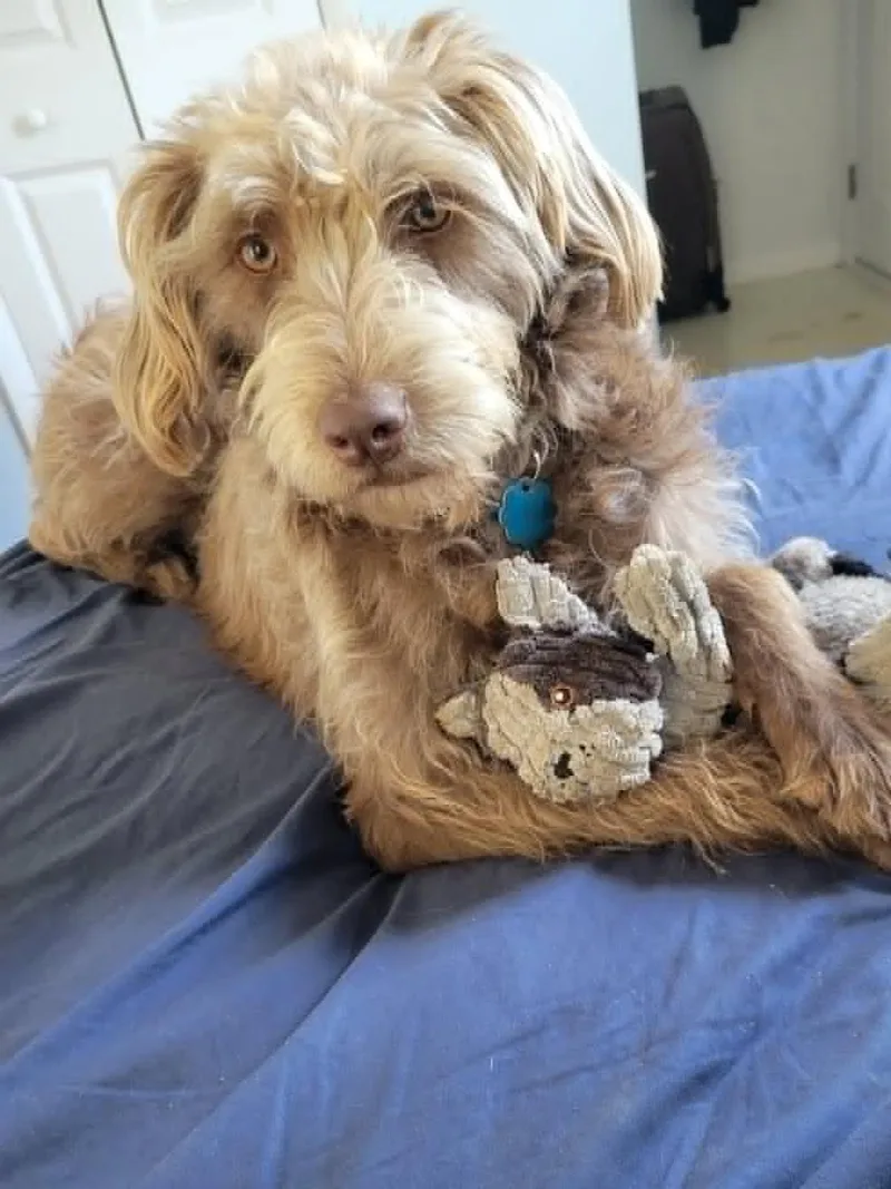 An adult medium-sized female Australian Shepherd dog named Teddy  Courtesy Listing for adoption in Cookeville, TN