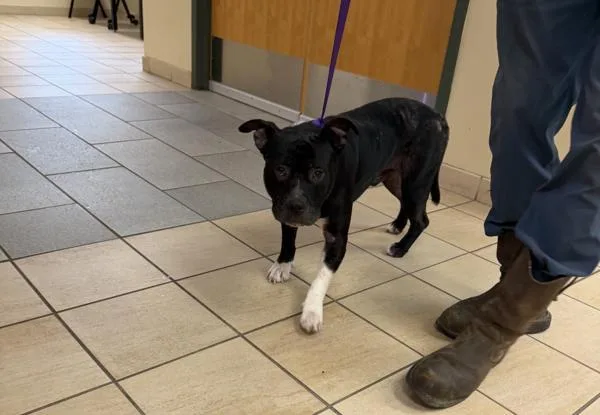 An adult medium-sized male Pit Bull Terrier dog named Ghost Face for adoption in Virginia Beach, VA
