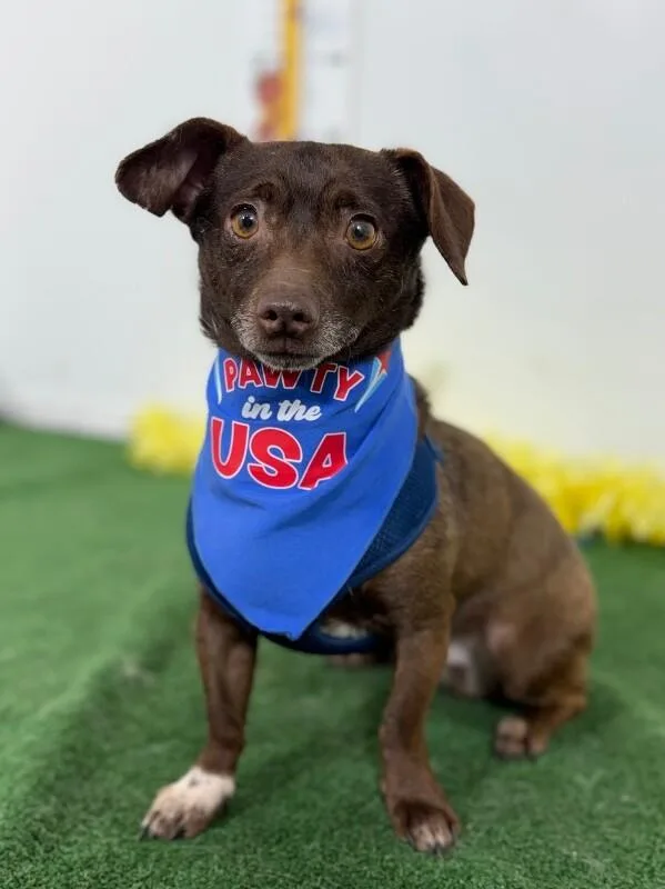 A young small-sized male Brown / Chocolate Chihuahua dog named Ben for adoption in Carlsbad, CA