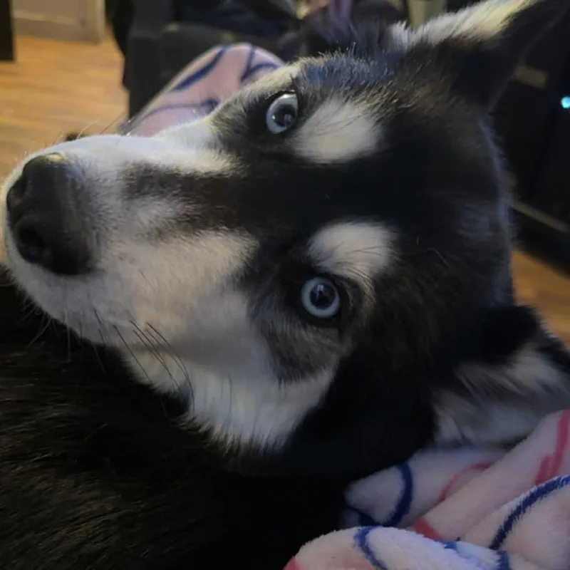 Bella