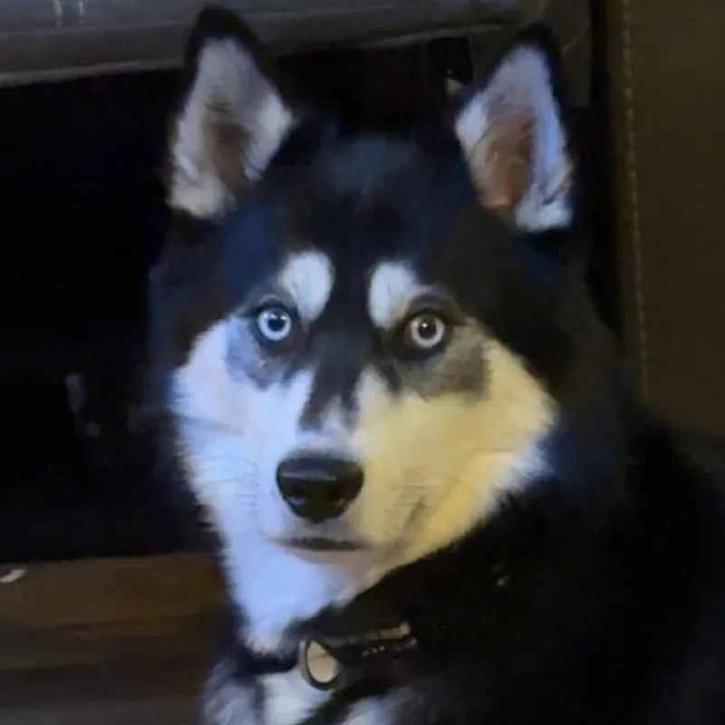 Bella thumbnail 2