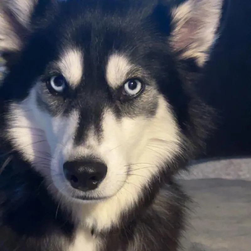 Bella thumbnail 3