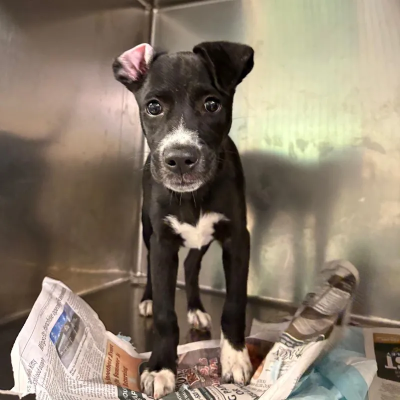 A baby small-sized male Black Mixed Breed dog named Aussie Lemonade for adoption in Charleston, WV