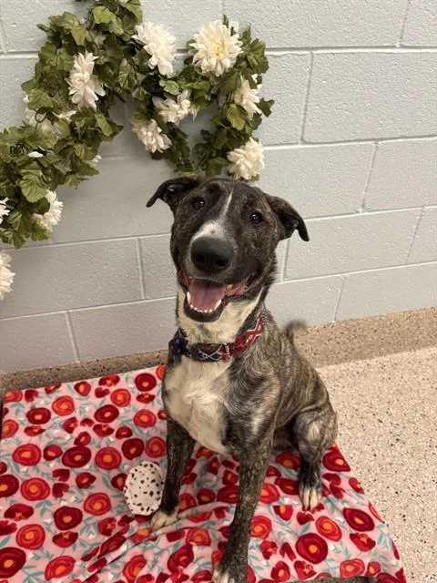 A young large-sized male Bull Terrier dog named Lebron for adoption in Brighton, CO