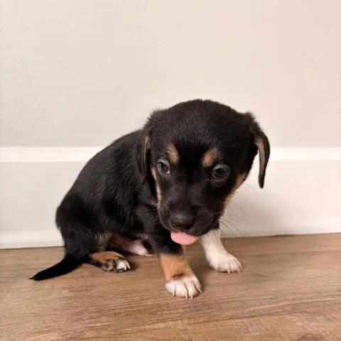 Hercules thumbnail 3