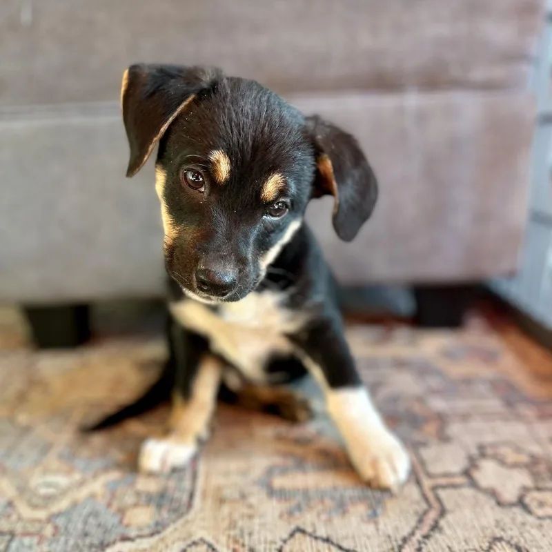 Hercules thumbnail 4