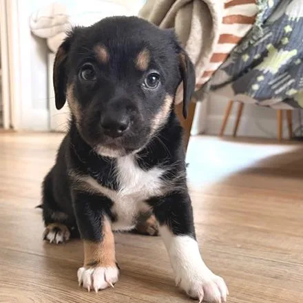 Hercules thumbnail 5