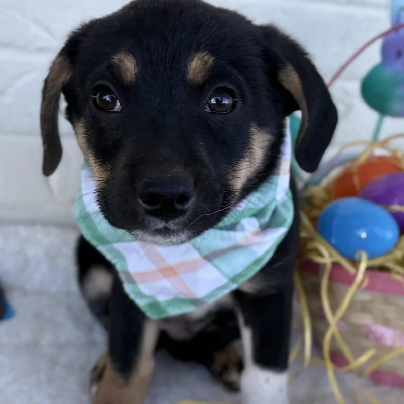 Hercules thumbnail 6