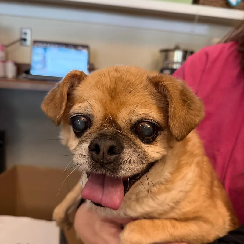 A senior small-sized male Yellow / Tan / Blond / Fawn Mixed Breed dog named Eugene for adoption in Chattanooga, TN