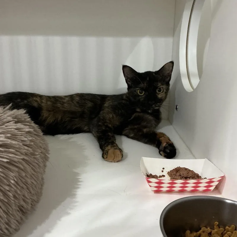 A young medium-sized female Black Domestic Short Hair cat named Raven for adoption in Elizabeth City, NC