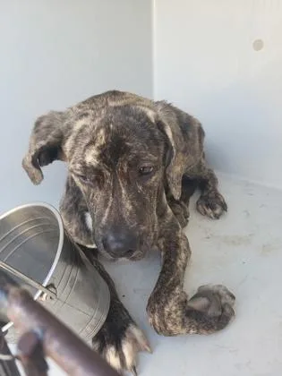A young medium-sized male Mixed Breed dog named Kingston for adoption in Atlanta, GA
