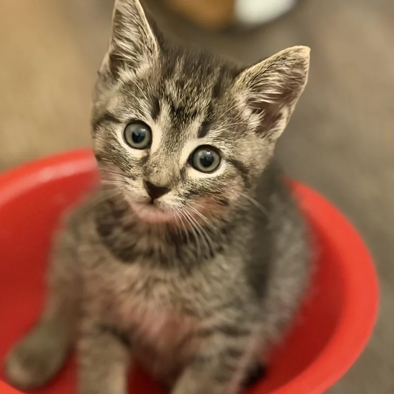 A baby small-sized female Brown / Chocolate Domestic Medium Hair cat named Cher for adoption in Pleasanton, CA
