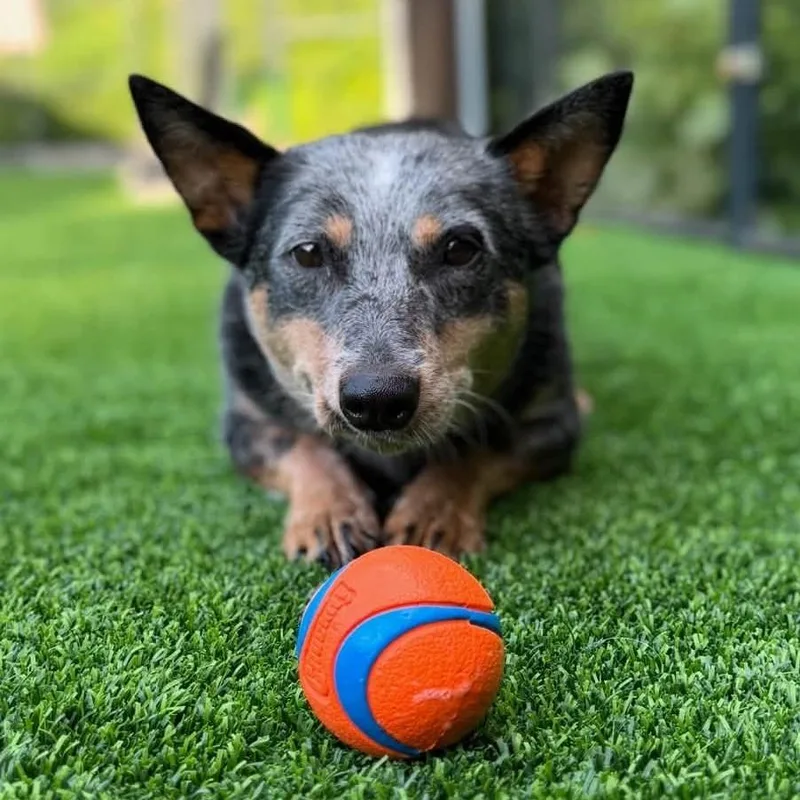 An adult medium-sized female Gray / Blue / Silver Australian Cattle Dog / Blue Heeler dog named Mouse for adoption in Long Island City, NY
