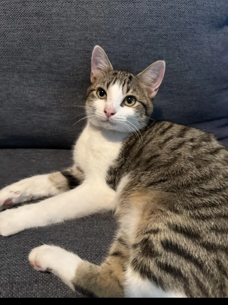 A baby medium-sized male Domestic Short Hair cat named Gary for adoption in Sneads Ferry, NC