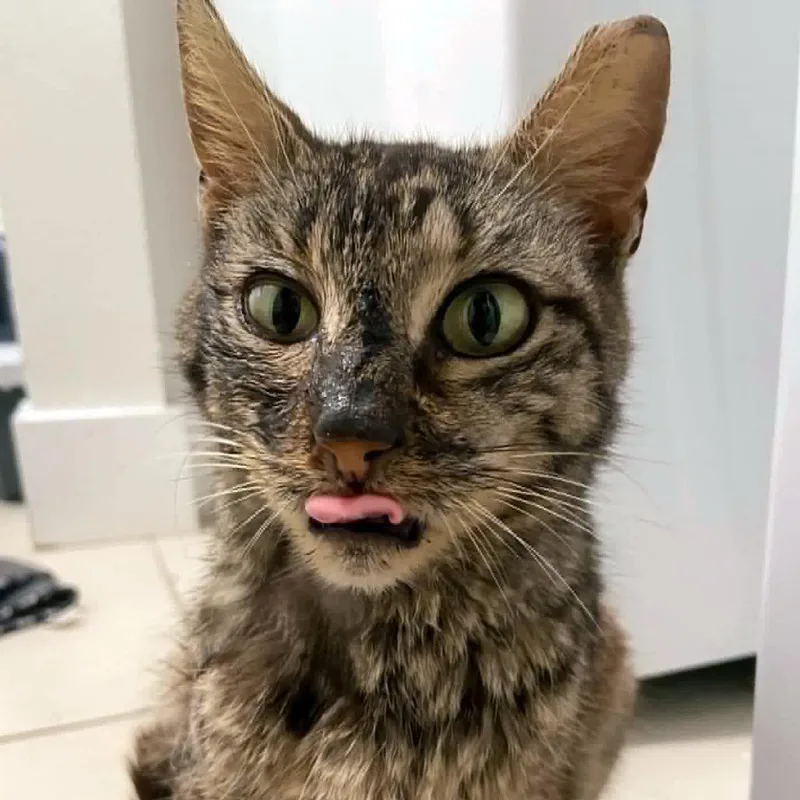 A young medium-sized female Brown / Chocolate Domestic Short Hair cat named Minnie Miracle for adoption in Austin, TX