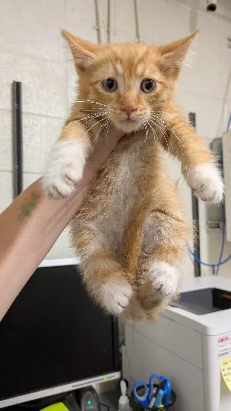 A baby small-sized male Tabby (Orange / Red) Domestic Short Hair cat named Dunk Tank for adoption in Fruit Heights, UT
