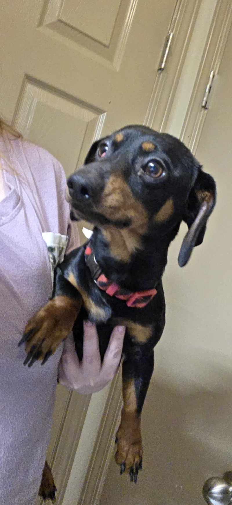 An adult small-sized male Bicolor Miniature Dachshund dog named Winston And Oscar for adoption in Evansville, IN