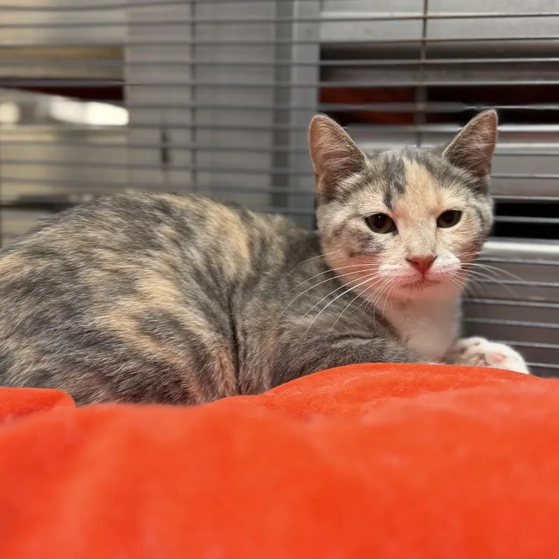 A baby small-sized female Domestic Short Hair cat named Peppermint Patty&Snoopy for adoption in Portage, MI