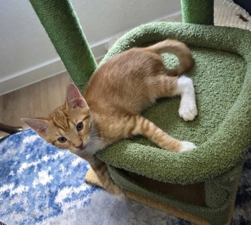 A baby medium-sized male Orange / Red Domestic Short Hair cat named Logan C for adoption in Rosenberg, TX