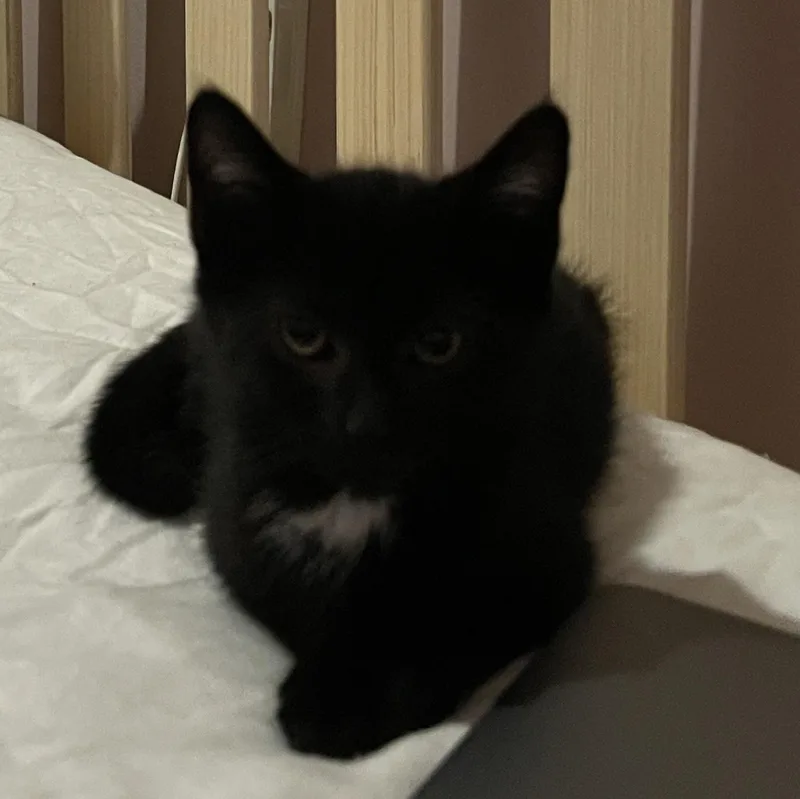 A baby medium-sized male Black & White / Tuxedo Domestic Short Hair cat named Home Fry for adoption in Baltimore, MD