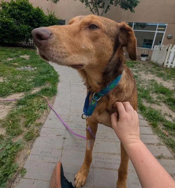 An adult large-sized male Labrador Retriever dog named Conor Oberst for adoption in Santa Rosa, CA