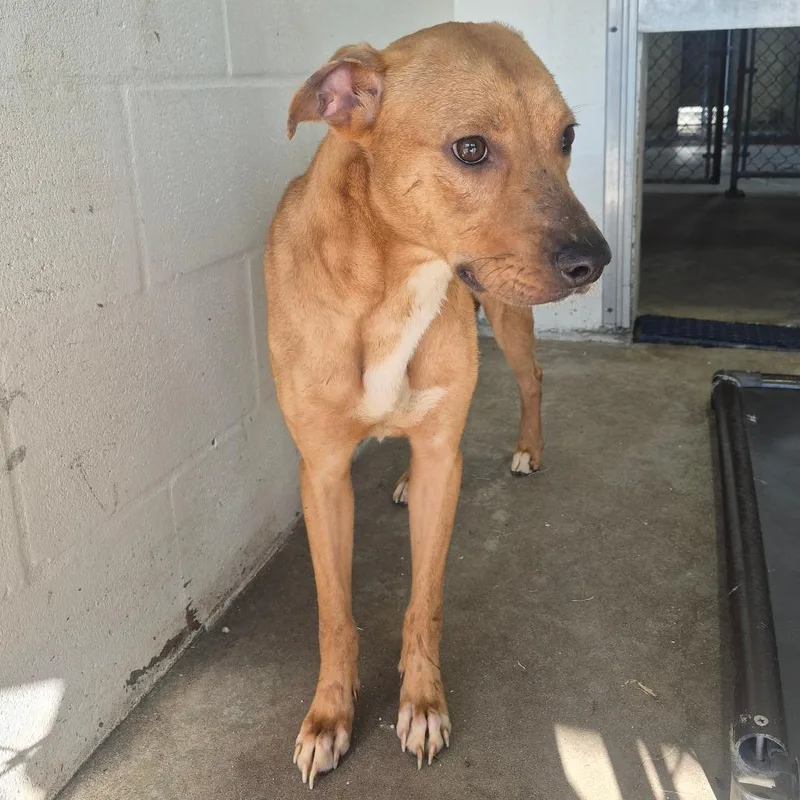 An adult medium-sized female Brown / Chocolate Mixed Breed dog named Scfla for adoption in Lake Panasoffkee, FL