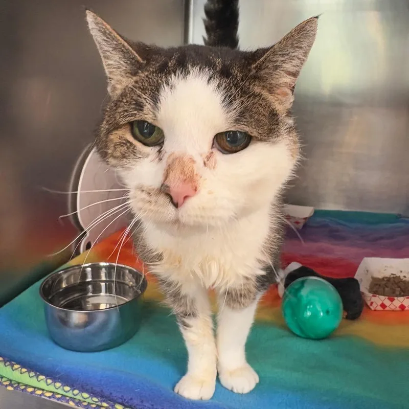 A senior medium-sized female Domestic Medium Hair cat named Princess for adoption in Birdsboro, PA