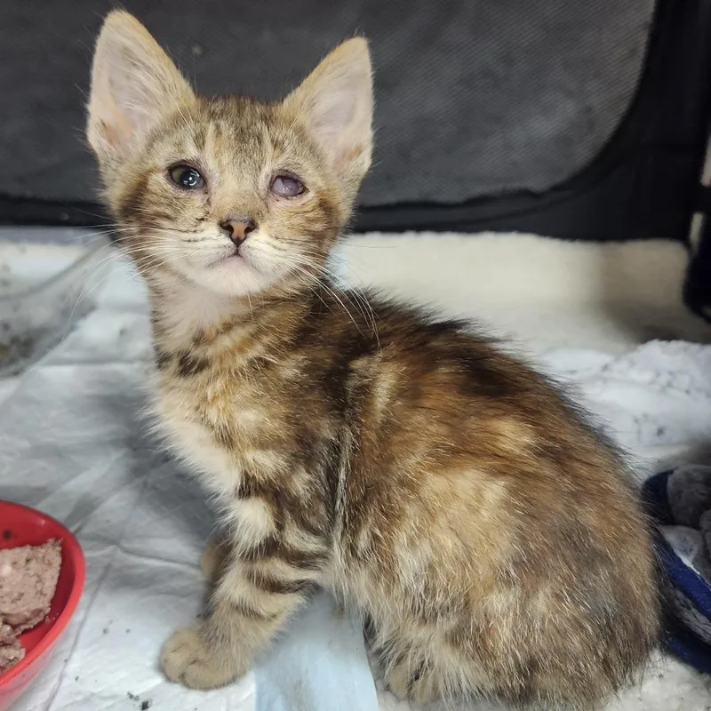 A baby small-sized female Brown / Chocolate Domestic Short Hair cat named Namaari for adoption in Middletown, OH