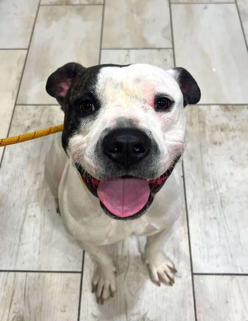 An adult medium-sized male Pit Bull Terrier dog named Wally for adoption in Baldwin, MD