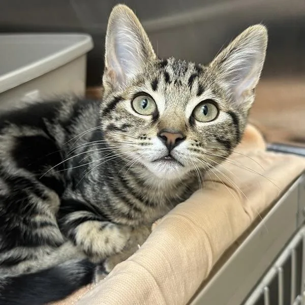A baby medium-sized male Domestic Short Hair cat named Ocon for adoption in Walnut Creek, CA