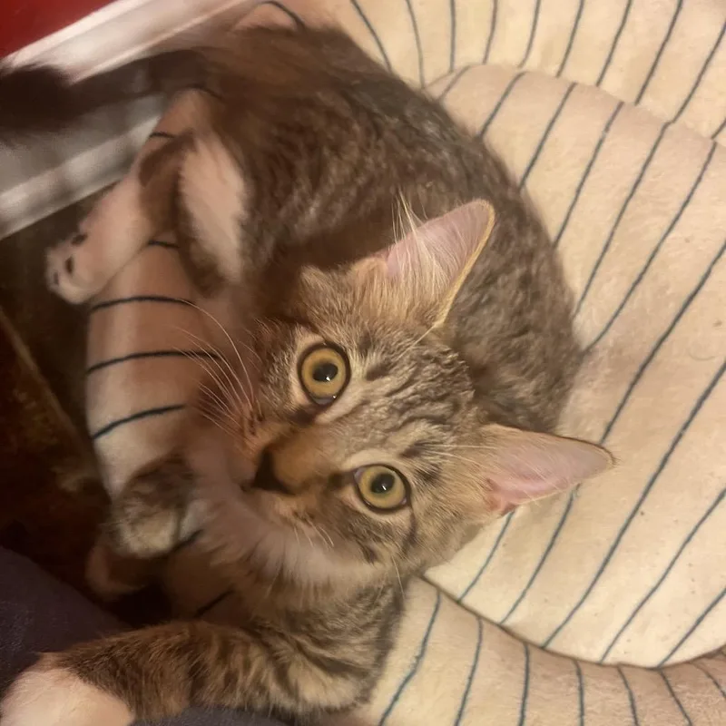 A baby small-sized female Domestic Medium Hair cat named Rapunzel for adoption in Durham, NC