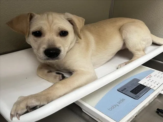 A baby small-sized female Chihuahua dog named Lark for adoption in Tracy, CA