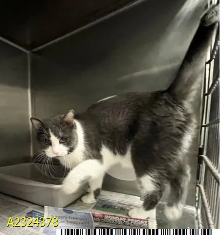 An adult large-sized male Domestic Short Hair cat named Tk for adoption in West Palm Beach, FL