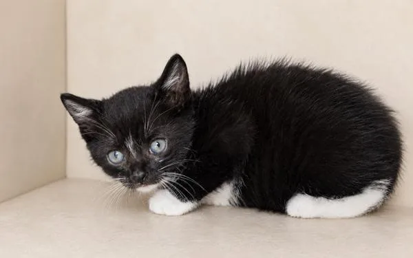 A baby small-sized female Domestic Short Hair cat named Oreo for adoption in Lafayette, LA