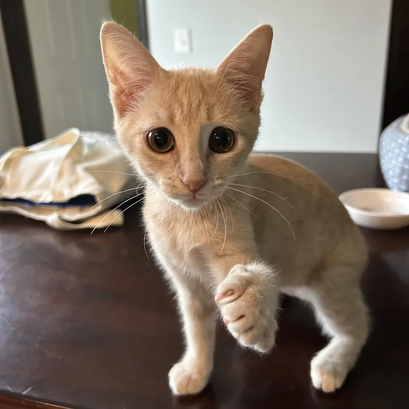 A baby small-sized female Buff / Tan / Fawn Domestic Short Hair cat named Annika for adoption in Maineville, OH