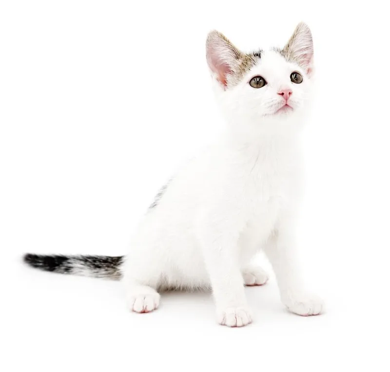 A baby small-sized male Turkish Van cat named Cod He is for adoption in Bedford Hills, NY