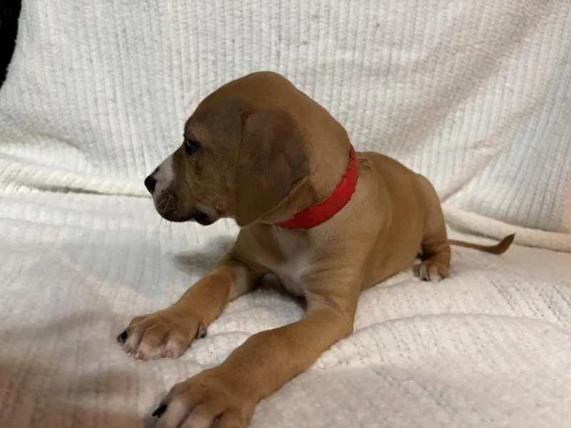 Mulberry thumbnail 2